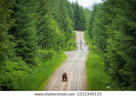 A wild grizzly bear hiking down the road in search of food in Hoonah, Alaska Royalty-Free Stock Photo #2152340119