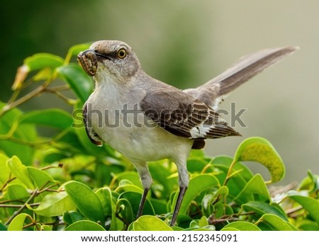 A closeup of a Northern mockingbird perched on a tree branch with a worm in its beak
