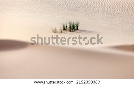 Desert shrub in the desert in Abu Dhabi, muted colors Royalty-Free Stock Photo #2152350389