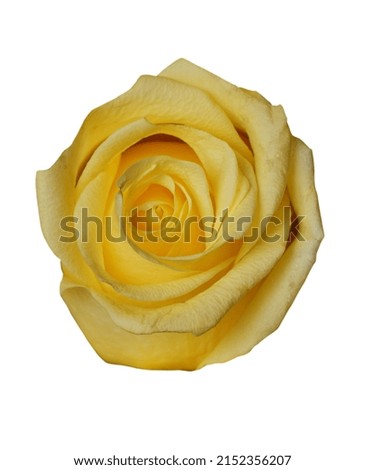 Beautiful yellow rose flower isolated on white background.                                  