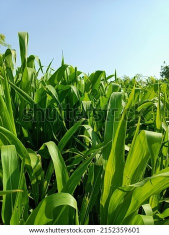 Sorghum green plants in farm in india, jawar green plants,