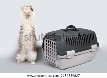 The cat stands on its hind legs near the pet carrier. Container-carrier for cats on a gray background. Royalty-Free Stock Photo #2152359627