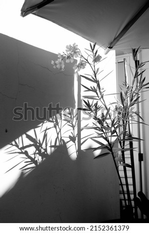 an abstract photograph of plants