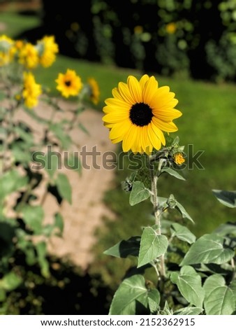 Portrait picture of yellow sunflower