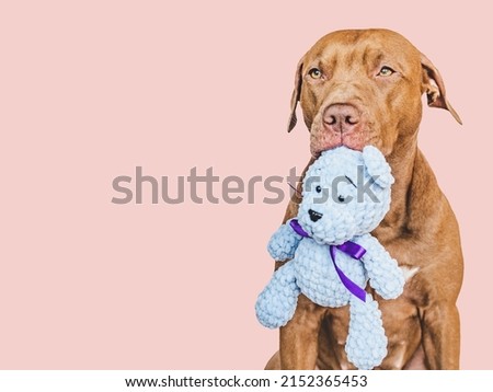 Adorable, pretty brown puppy and teddy bear. Close-up, indoors. Studio photo. Day light. Congratulations for family, loved ones, friends and colleagues. Pets care concept