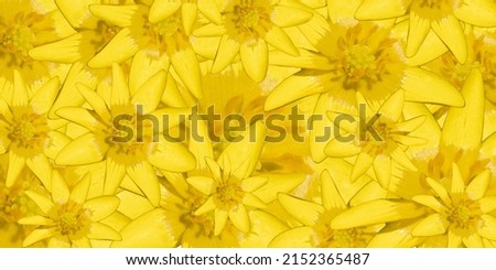 beautiful background of yellow flowers