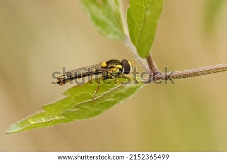 A Long Hoverfly, Sphaerophoria scripta, resting on a leaf.