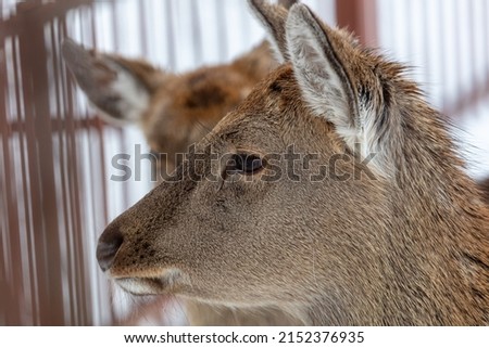 Deer portrait in the zoo. Close-up