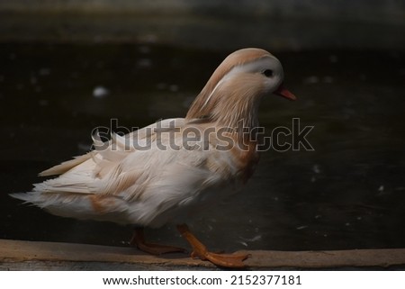beautiful charming white Mandarin duck Aix galericulata bird isolate closeup