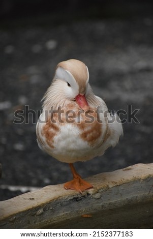 beautiful charming white Mandarin duck Aix galericulata bird isolate closeup