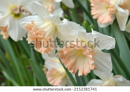 Narcissus 'British Gamble'is a large-cupped daffodil (Div. 2) with white crown and pink cup Royalty-Free Stock Photo #2152381741