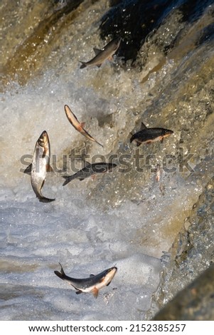 Fishes go for spawning upstream. Vimba jumps over waterfall on the Venta River. Kuldiga, Latvia. Royalty-Free Stock Photo #2152385257