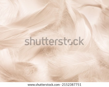 Beautiful abstract white and brown feathers on white background and soft yellow feather texture on white pattern and yellow background, feather background, gold feathers banners, brown texture Royalty-Free Stock Photo #2152387751