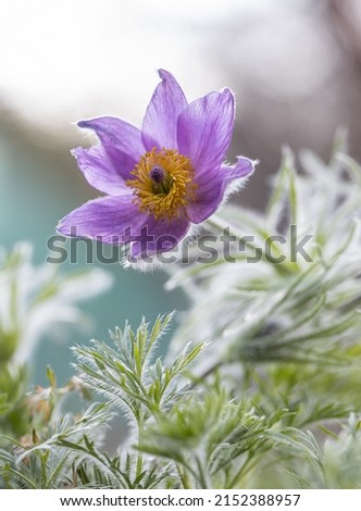Purple Pulsatilla flowers close-up, beautiful bokeh, beautiful blooming pasque flower, spring colorful flower in the forest and grass,  Pulsatilla vulgaris, Violet blue Royalty-Free Stock Photo #2152388957