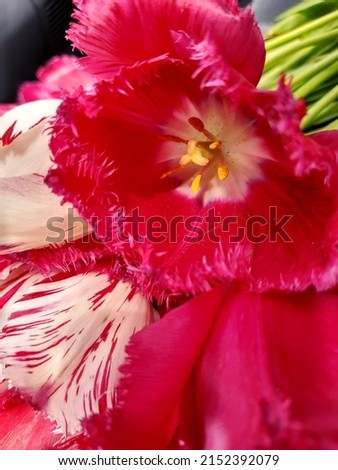 An open flower of a red tulip opens against the background of a bouquet.