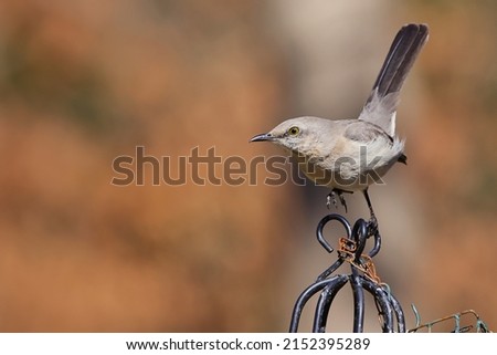 A closeup of a tiny Polyphonic Mockingbird perched on a metallic cage
