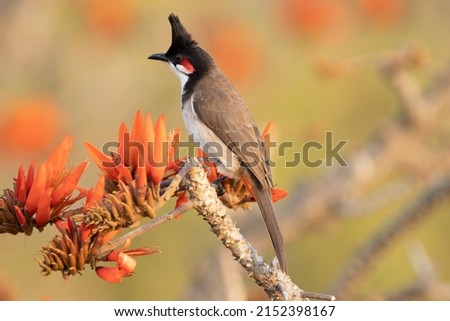 A closeup of a funny red-whiskered bulbul perched on a tree branch Royalty-Free Stock Photo #2152398167