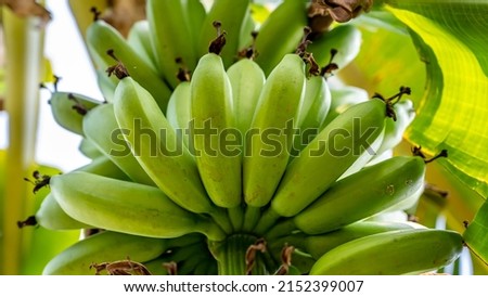 Green bananas are a group of varieties of banana with green skin. Some are smaller and plumper than the common Cavendish banana, others much larger. Royalty-Free Stock Photo #2152399007