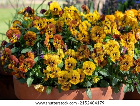 Terracotta flower pot filled with striped amber and yellow viola flowers by the name of Tiger Eye. Photographed at a garden in Wisley, near Woking in Surrey UK.