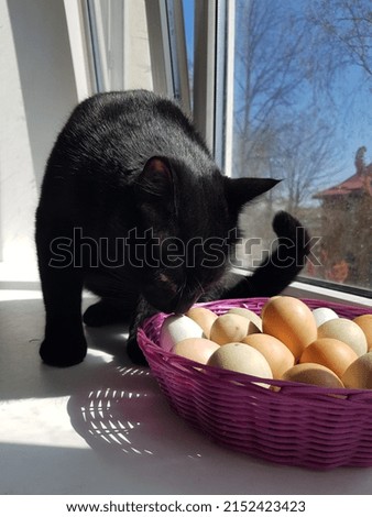 black cat sniffs chicken eggs in a basket
