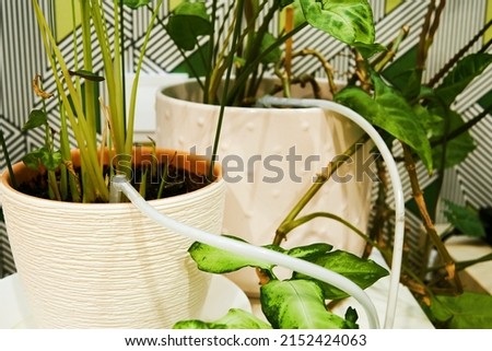 Irrigation of indoor plants with automatic drip irrigation system. Caring for house flowers and plants Royalty-Free Stock Photo #2152424063