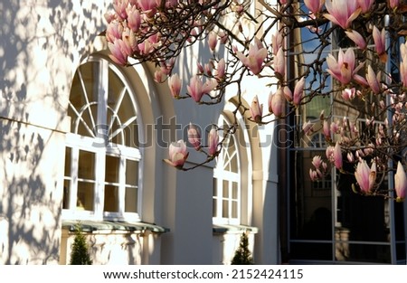 pink magnolia flowers (Magnoliaceae) in bloom against arched windows