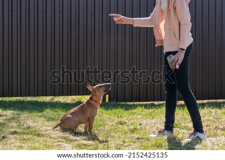 Teen age girl training her miniature bull terrier dog outdoors. puppy during obedience training outdoors, dog training school Royalty-Free Stock Photo #2152425135