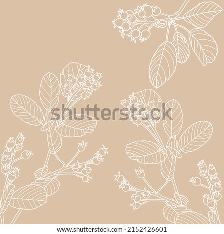Hand drawn botanical illustration. Nature elements for design and scrapbooking. Raster illustration white lines on a beige background. Shadberry and leaves