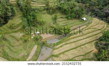 An aerial shot of rice terraces framed with exotic trees