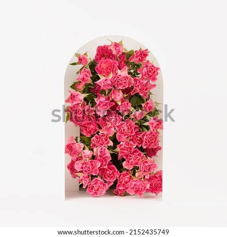 Spring pink flowers - roses as rounded arch in perspective niche on abstract white stage mockup for showing of cosmetic products, goods, advertising, design, square. Fresh floral romantic background.