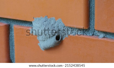 Macro of clay nest with Sceliphron mud wasp larvae. Mud cocoons of  wild Potter wasp on brick wall.
