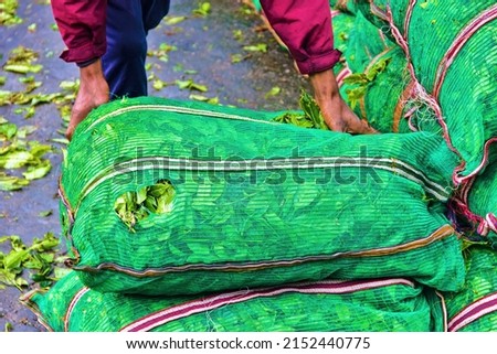 Collecting tea. Fresh green Ceylon tea is packed in bags for transportation to the tea-processing facility. Sri Lanka tea plantations Royalty-Free Stock Photo #2152440775