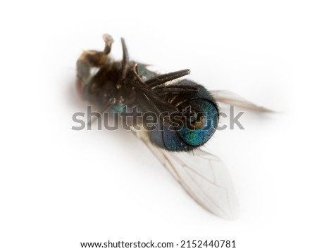 Fly flap. Kill the fly. Dead fly. Destruction of flies as carriers of bacterial infection, compliance with hygiene rules. Isolated on white Extreme close up fly Royalty-Free Stock Photo #2152440781