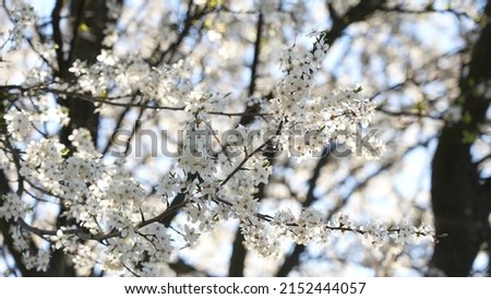 Close-up view of beautiful blooming spring branches of trees isolated on sunny clear blue sky background. Small delicate white flowers growing on branches of trees outdoors