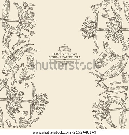 Background with gentiana macrophylla: large leaf gentian plant, leaves, gentian flowers and gentiana macrophylla root. Cosmetic, perfumery and medical plant. Vector hand drawn illustration.