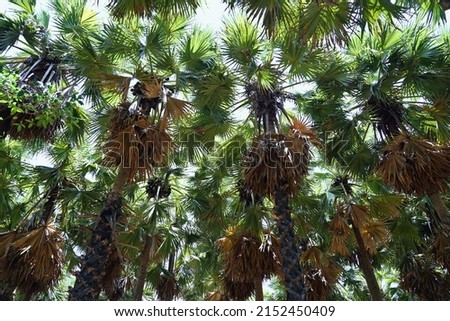 Asian palmyra palm or toddy palm in the garden. Royalty-Free Stock Photo #2152450409