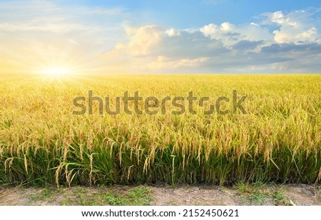 Paddy rice field before harvest with sunrise background. Royalty-Free Stock Photo #2152450621