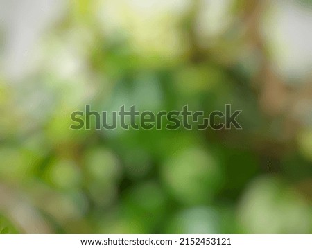 Defocused of betel plants abstract background 