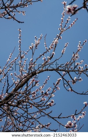 Vertical image of the close up on the white cherry blossom leave and deep blue sky, photo, wallpaper, background, spring image with copy space for text 