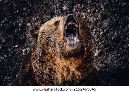 A closeup portrait of a roaring brown bear head Royalty-Free Stock Photo #2152463045