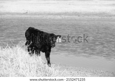 Black Angus calf with pond background in farm field of agriculture beef ranch.