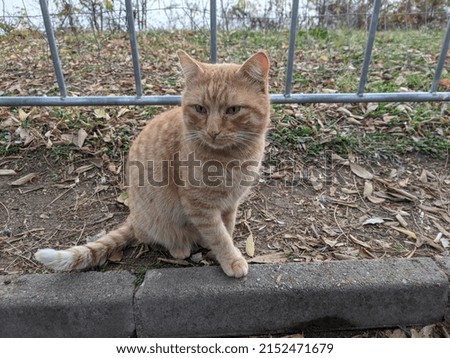 Nice cat at the park