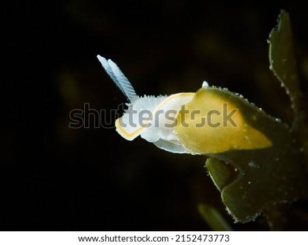 Close-up of a beautiful nudibranch in the Mediterranean Sea