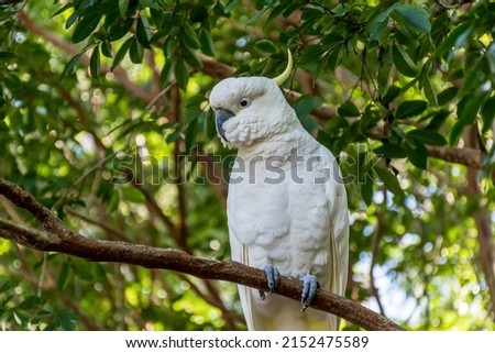 White sulphur-crested cockatoo sitting on the tree close up. Australian wildlife nature in the morning