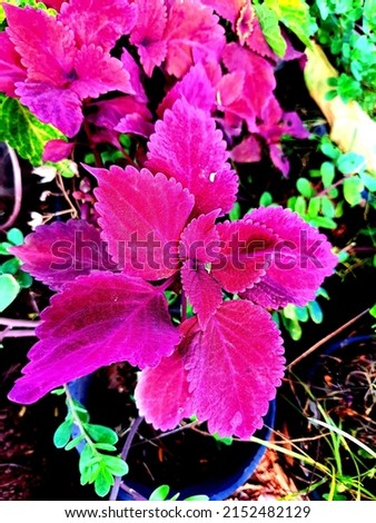 It has been included in the genus Plectranthus, but is now included in an expanded Coleus. 