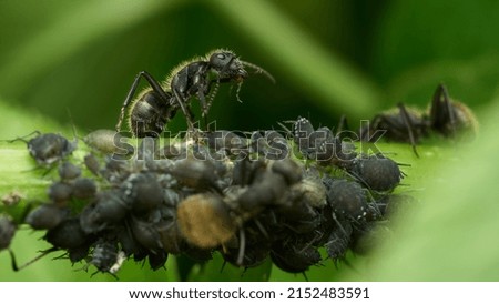 Black ant surrounded by black larvae on green leaves