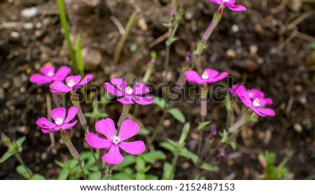 Pink silene flowers in the garden, pink panther, silene caloriana