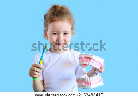 Little cute funny girl holding tooth jaw, toothbrush. Kid training oral hygiene. Child learning brushing, cleaning teeth. Prevention of caries in children. children dentistry. dental care kids Royalty-Free Stock Photo #2152488417