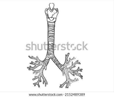 The line drawing of Human Trachea 
-it is long, U-shaped tube that connects larynx (voice box) to our lungs. The trachea is often called the windpipe. It's a key part of our respiratory system. Royalty-Free Stock Photo #2152489389