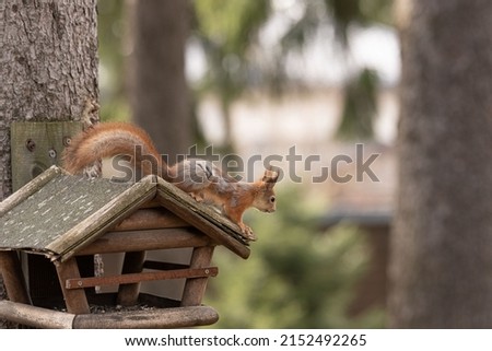 moulting fluffy squirrel sits on a wooden bird feeder on a tree in the park 